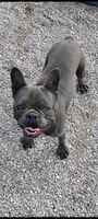 Oscar, a male French Bulldog for sale in Fairview, MO – Photo 1 of 5