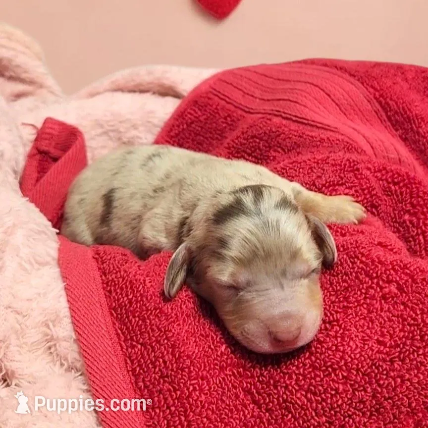 Champ, a male Miniature Dachshund for sale in Springfield, MO – Photo 4 of 4