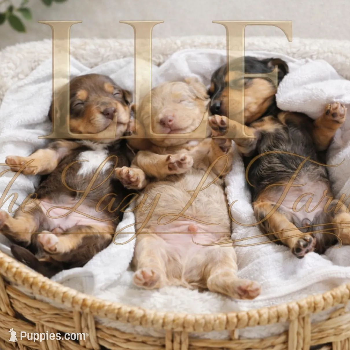 Champ, a male Miniature Dachshund for sale in Springfield, MO – Photo 3 of 4