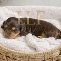 Reeses, a female Miniature Dachshund for sale in Springfield, MO – Photo 1 of 4