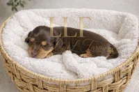 Reeses, a female Miniature Dachshund for sale in Springfield, MO – Photo 1 of 4