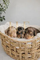 Reeses, a female Miniature Dachshund for sale in Springfield, MO – Photo 3 of 4