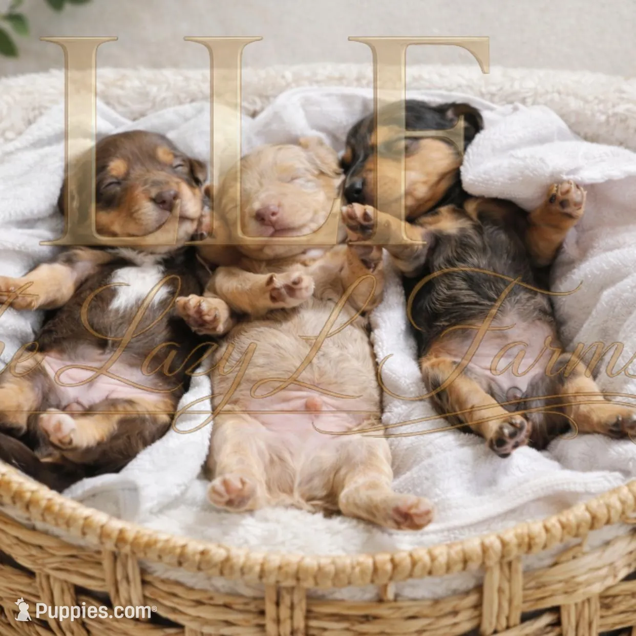 Reeses, a female Miniature Dachshund for sale in Springfield, MO – Photo 4 of 4