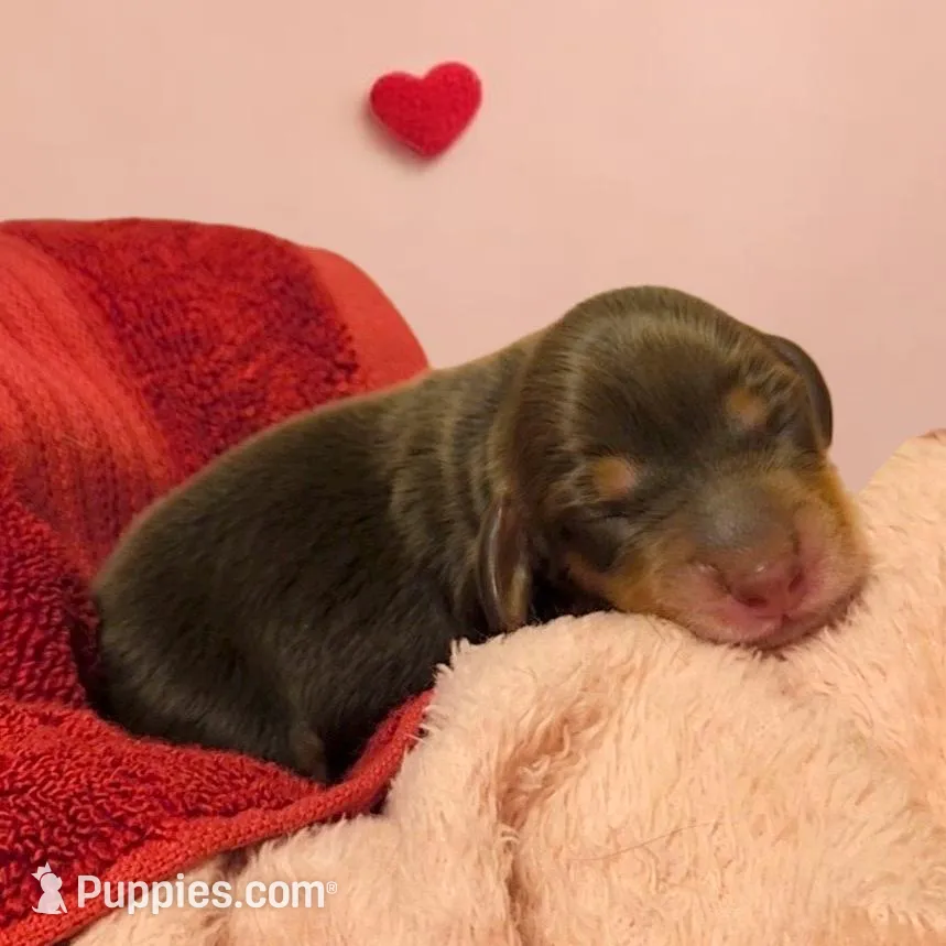 Reeses, a female Miniature Dachshund for sale in Springfield, MO – Photo 2 of 4