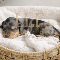 Venus, a female Miniature Dachshund for sale in Springfield, MO – Photo 1 of 4