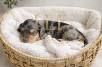 Venus, a female Miniature Dachshund for sale in Springfield, MO – Photo 1 of 4