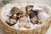 Venus, a female Miniature Dachshund for sale in Springfield, MO – Photo 4 of 4