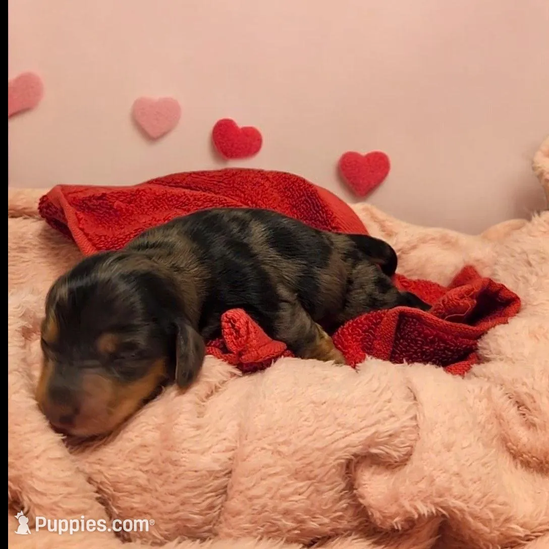 Venus, a female Miniature Dachshund for sale in Springfield, MO – Photo 2 of 4