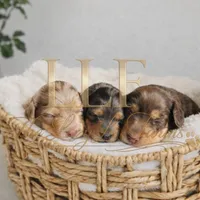 Venus, a female Miniature Dachshund for sale in Springfield, MO – Photo 3 of 4