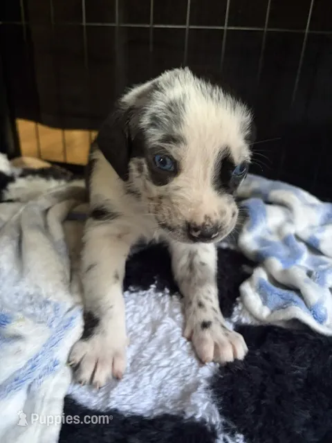 Tilly – Catahoula Leopard Dog puppy for sale in Libertyville, IL