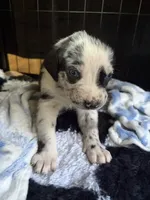 Tilly, a female Catahoula Leopard Dog for sale in Libertyville, IL – 1 of 2