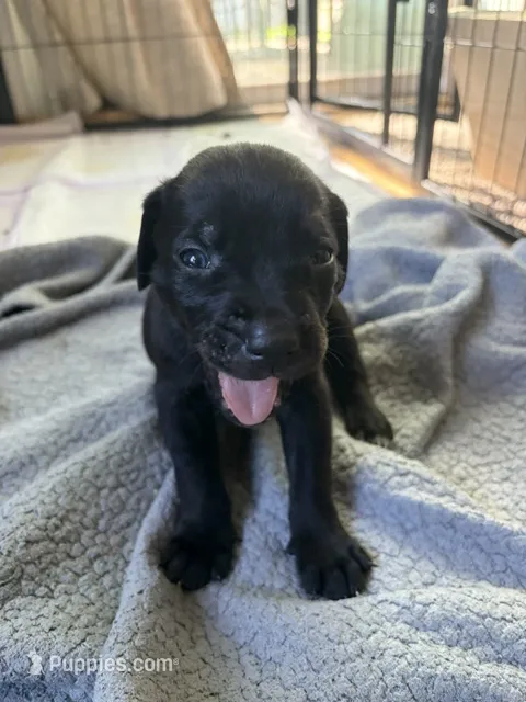 Tanker – Catahoula Leopard Dog puppy for sale in Libertyville, IL