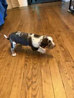 Chief, a female Catahoula Leopard Dog for sale in Libertyville, IL – 1 of 1