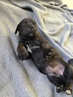 Mack, a male Catahoula Leopard Dog for sale in Libertyville, IL – 1 of 2