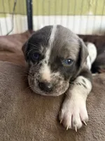Ash, a female Catahoula Leopard Dog for sale in Libertyville, IL – 1 of 2