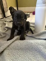 Mack, a male Catahoula Leopard Dog for sale in Libertyville, IL – 2 of 2