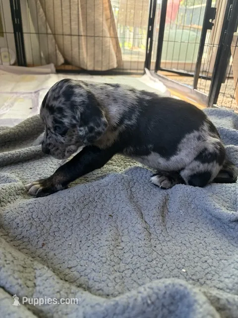 Smokey – Catahoula Leopard Dog puppy for sale in Libertyville, IL