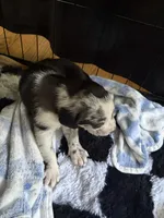 Tilly, a female Catahoula Leopard Dog for sale in Libertyville, IL – 2 of 2