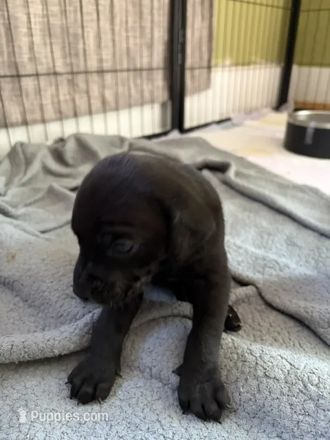 Cinder – Catahoula Leopard Dog puppy for sale in Libertyville, IL