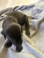 Tanker, a male Catahoula Leopard Dog for sale in Libertyville, IL – 2 of 2