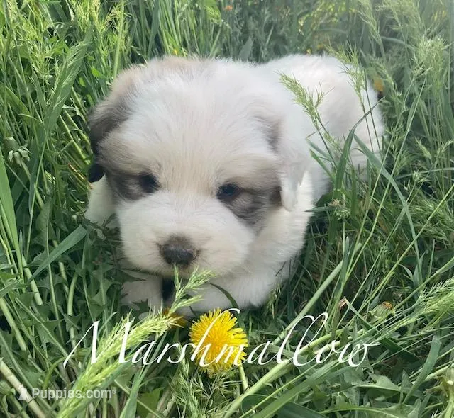 Marshmallow – Great Pyrenees puppy for sale in Bonners Ferry, ID