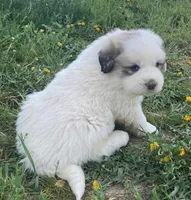 Marshmallow, a male Great Pyrenees for sale in Bonners Ferry, ID – 3 of 3