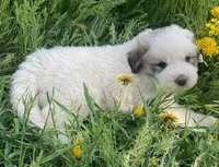 Marshmallow, a male Great Pyrenees for sale in Bonners Ferry, ID – 2 of 3