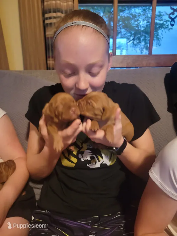Female #3 – Vizsla puppy for sale in Woodbine, IA