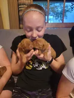 Female #3, a female Vizsla for sale in Woodbine, IA – 1 of 3