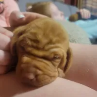 Male #1, a male Vizsla for sale in Woodbine, IA – Photo 6 of 9