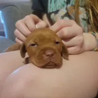 Male #1, a male Vizsla for sale in Woodbine, IA – Photo 1 of 9