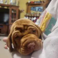 Male #1, a male Vizsla for sale in Woodbine, IA – Photo 3 of 9