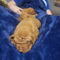 Male #1, a male Vizsla for sale in Woodbine, IA – Photo 5 of 9