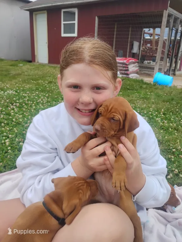 Male #6 – Vizsla puppy for sale in Woodbine, IA