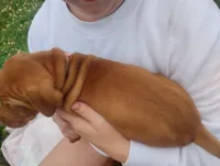 Male #6, a male Vizsla for sale in Woodbine, IA – 6 of 8