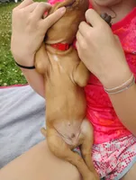 Male #5, a male Vizsla for sale in Woodbine, IA – 5 of 8