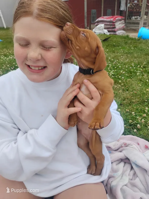 Male #7 – Vizsla puppy for sale in Woodbine, IA