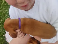 Male #6, a male Vizsla for sale in Woodbine, IA – 7 of 8