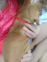 Male #5, a male Vizsla for sale in Woodbine, IA – 7 of 8