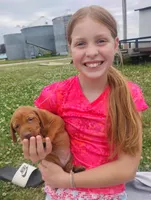 Male #7, a male Vizsla for sale in Woodbine, IA – 7 of 8