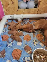 Coenen Vizsla Pup BLACK, a male Vizsla for sale in Woodbine, IA – Photo 3 of 5