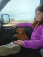 Coenen Vizsla Pup BLACK, a male Vizsla for sale in Woodbine, IA – Photo 1 of 5