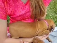 Male #7, a male Vizsla for sale in Woodbine, IA – 5 of 8