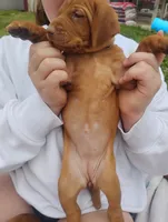 Male #6, a male Vizsla for sale in Woodbine, IA – 8 of 8