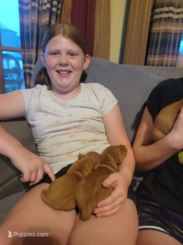 Male #7 – Vizsla puppy for sale in Woodbine, IA