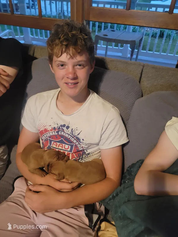 Male #4 – Vizsla puppy for sale in Woodbine, IA