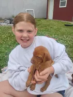 Male #6, a male Vizsla for sale in Woodbine, IA – 5 of 8