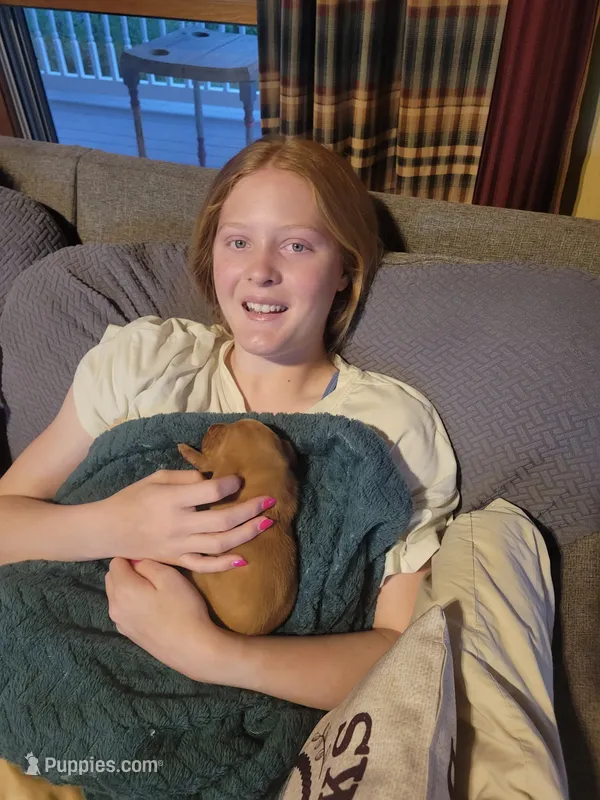 Male #3 – Vizsla puppy for sale in Woodbine, IA