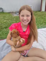 Male #5, a male Vizsla for sale in Woodbine, IA – 6 of 8