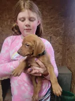Coenen Vizsla Pup BLACK, a male Vizsla for sale in Woodbine, IA – Photo 2 of 5